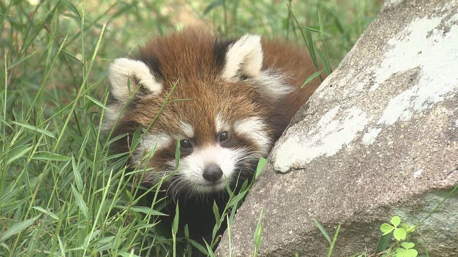 レッサーパンダの赤ちゃん公開　安佐動物公園で５年ぶり　広島