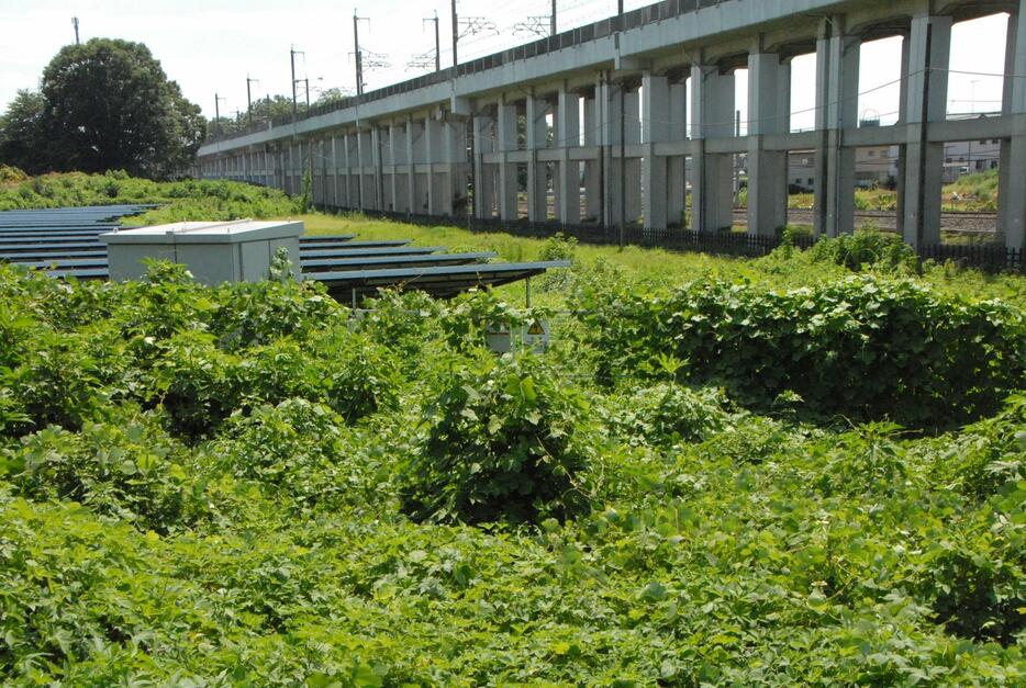 雑草に埋もれた太陽光発電所の入り口。小規模発電所では保守・管理が不十分な施設が少なくないという＝栃木県下野市で2021年8月6日、岡田英撮影