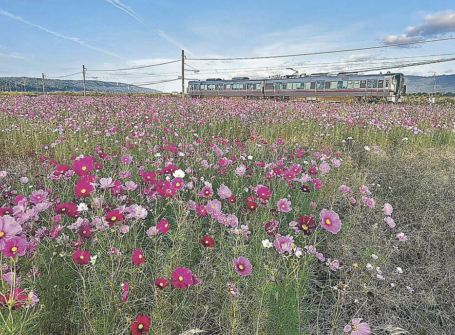 見頃を迎えたコスモス=羽咋市釜屋町