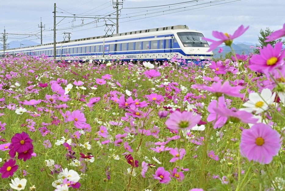 特急列車「りょうもう『カルピス』ＥＸＰＲＥＳＳ」と共演するコスモス＝22日午前11時45分、足利市県町