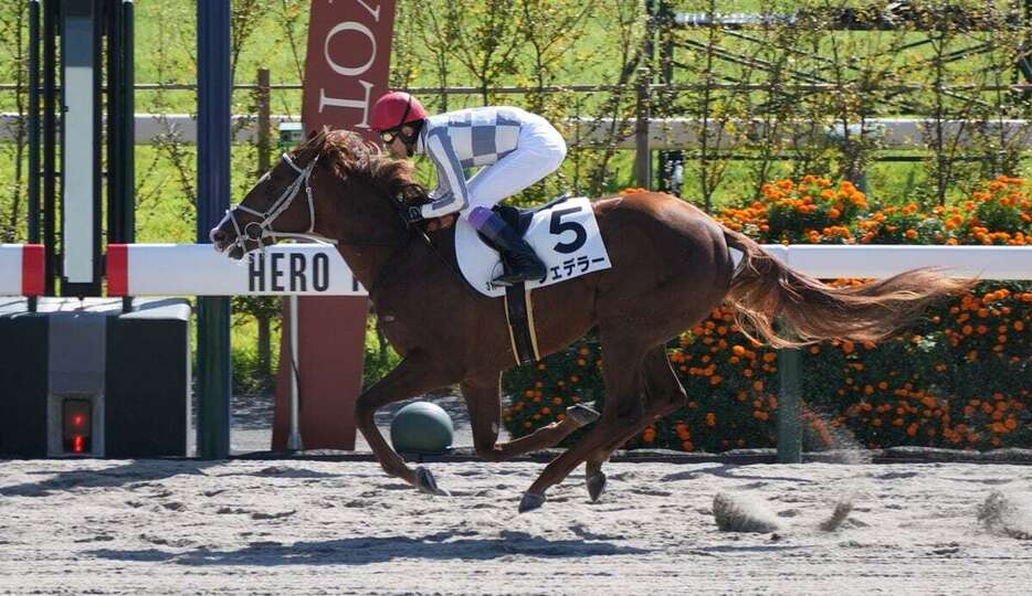 新馬戦を大差勝ちで飾ったフェデラーと武豊騎手＝京都競馬場（撮影・岩川晋也）