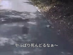 力なく道路に倒れていました