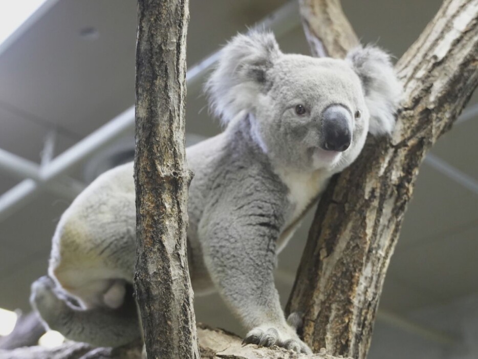 東山動植物園に新たに来園した「スカイ」 画像:名古屋市東山動植物園