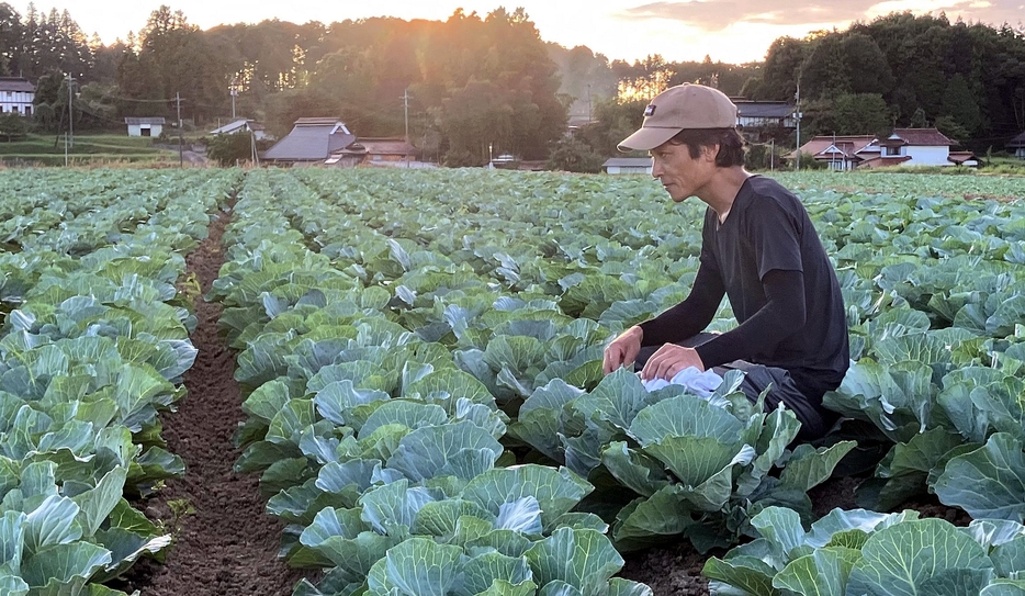 キャベツ畑で害虫被害を確認する東さん