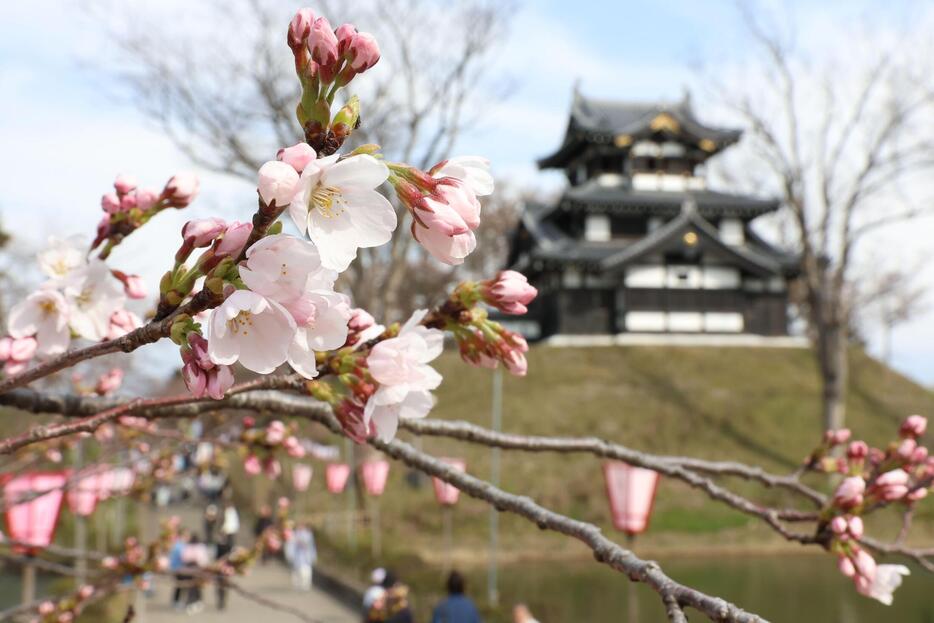 高田城址公園に咲く桜=2024年4月5日