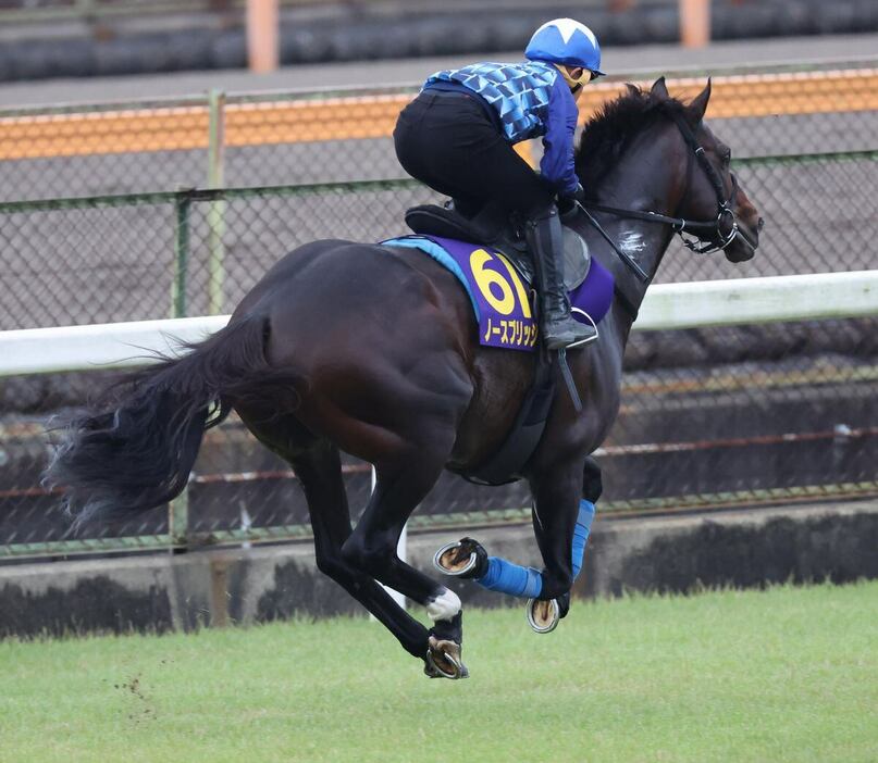 岩田康誠騎手を背に天皇賞・秋の追い切りを行ったノースブリッジ＝美浦トレセン（撮影・塩浦孝明）