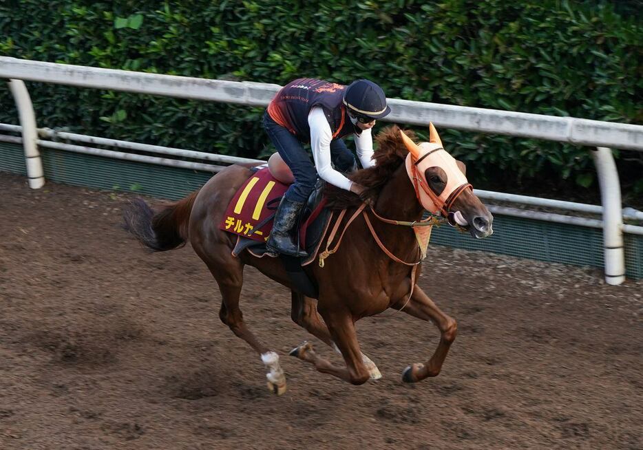 秋華賞の追い切りを行ったチルカーノ＝栗東トレセン（撮影・岩川晋也）