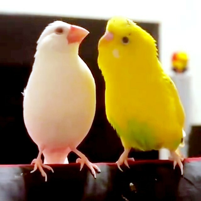 座椅子の上で仲良くちょこん！ 文鳥のミルテちゃん（左）とインコのオーちゃん（右）（画像提供：ベルさん）