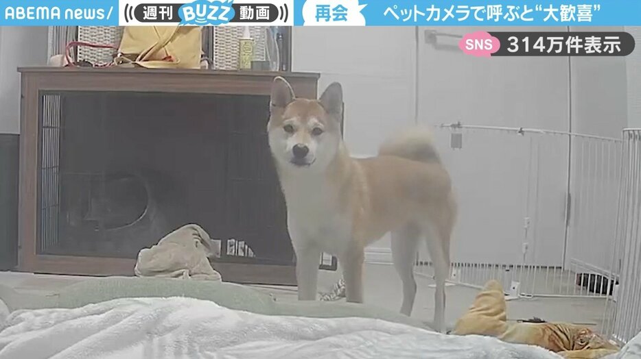 柴犬の「もなかまる」ちゃん