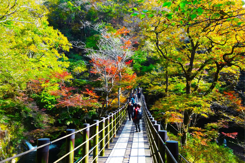 花貫渓谷の吊り橋のある紅葉並木