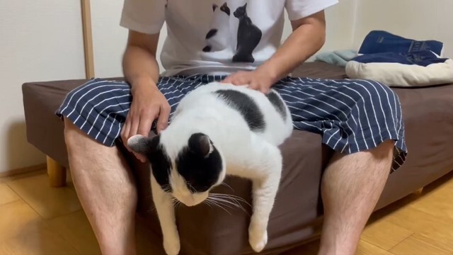 トントンのクセが強い猫さんが話題に（「みつおとふう」さん提供、Xよりキャプチャ撮影）