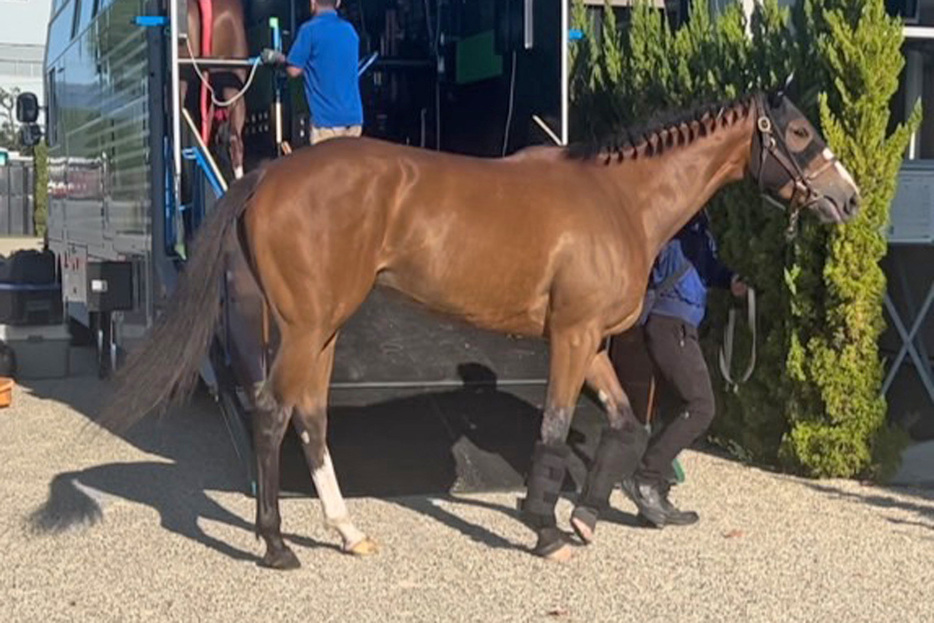 京都競馬場に到着したチェルヴィニア