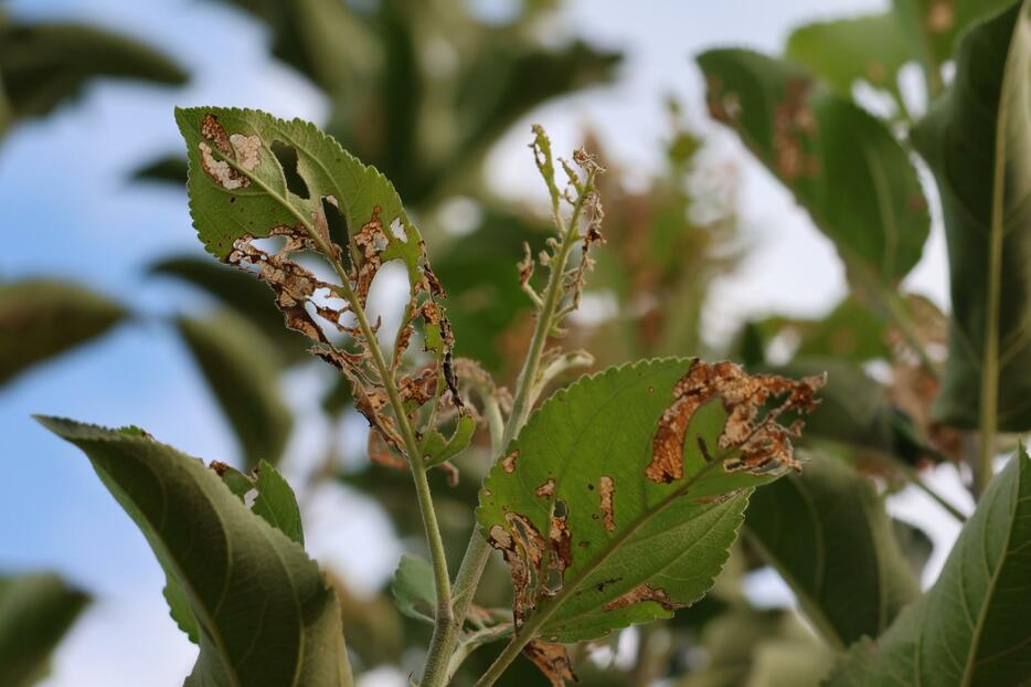 芋虫に食べられたリンゴの葉