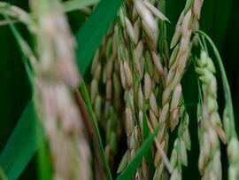 A close-up of grains of rice growing in a paddy field. Photographer: Bloomberg Creative Photos/Bloomberg Creative Collection