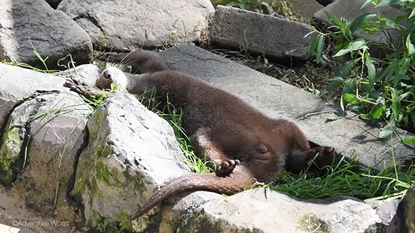 気持ちよさそうに眠るコツメカワウソ（※画像はアドベンチャーワールドXから）