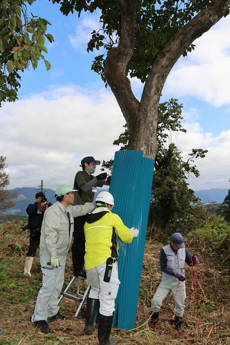 柿の木の幹にトタンを巻く市、県の職員や住民ら