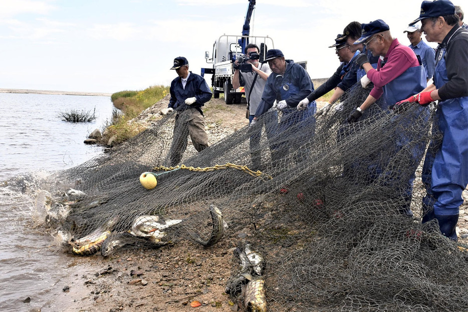 伝統の合わせ網漁でサケを捕獲する木戸川漁協の組合員。不漁の中、23匹を捕獲した＝楢葉町