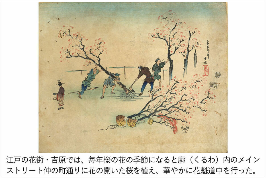 「花街植桜樹（はなまちにおうじゅをうえる）」画／長谷川雪堤　（画、キャプション・出典：ColBase（https://colbase.nich.go.jp/collection_items/tnm/A-9059?locale=ja）