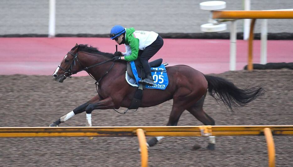 体幹が安定した走りが目を引いたプロミストウォリア＝栗東トレセン（撮影・岩川晋也）