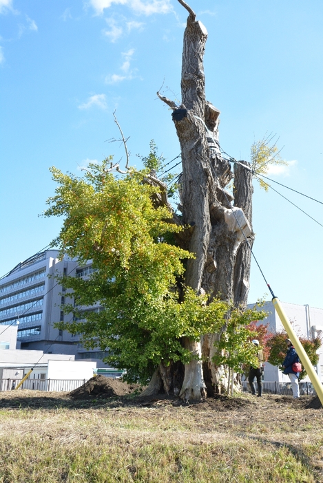 樹勢が回復しつつある「毘沙門のイチョウ」＝29日、八戸市田向3丁目