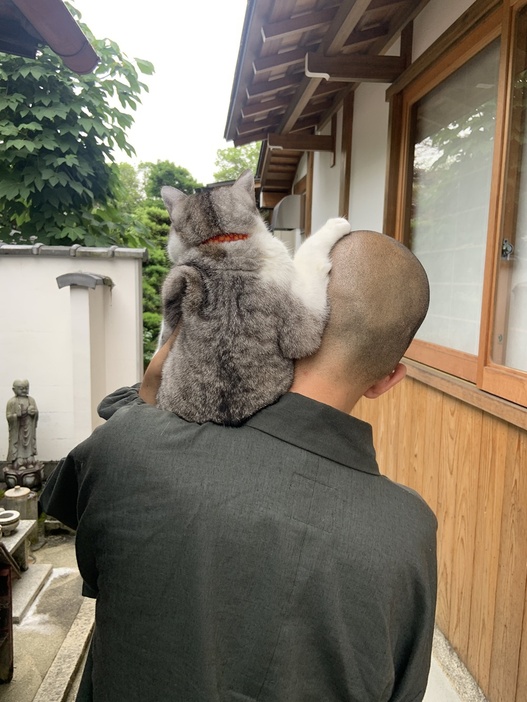 西田住職の肩に乗る彼岸。まさに「戸愚呂(猫)」!!