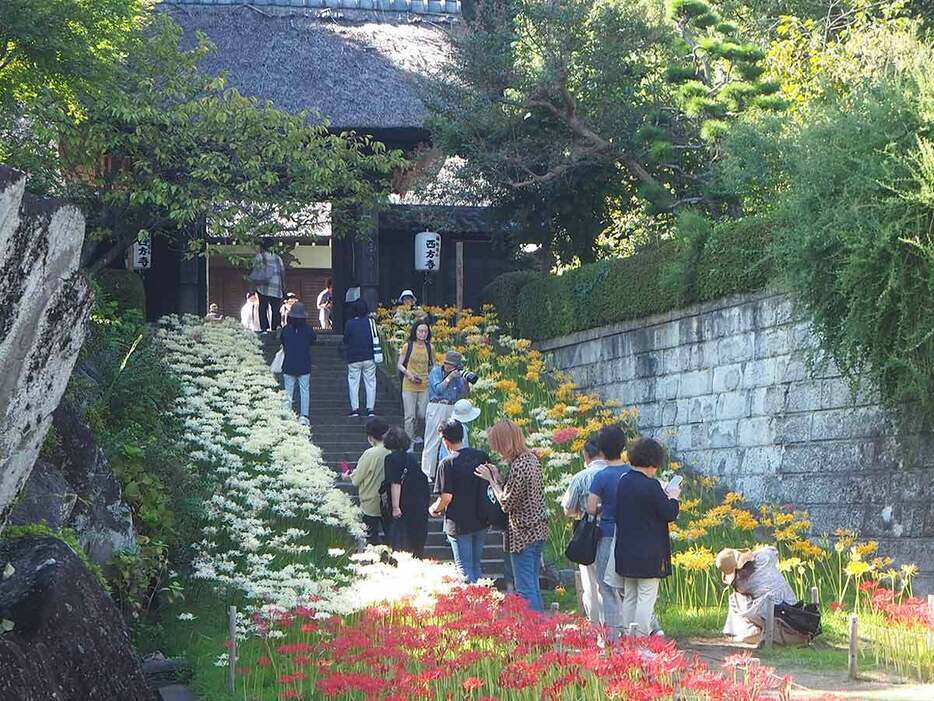 参道の石段を彩るヒガンバナ＝横浜市港北区の西方寺