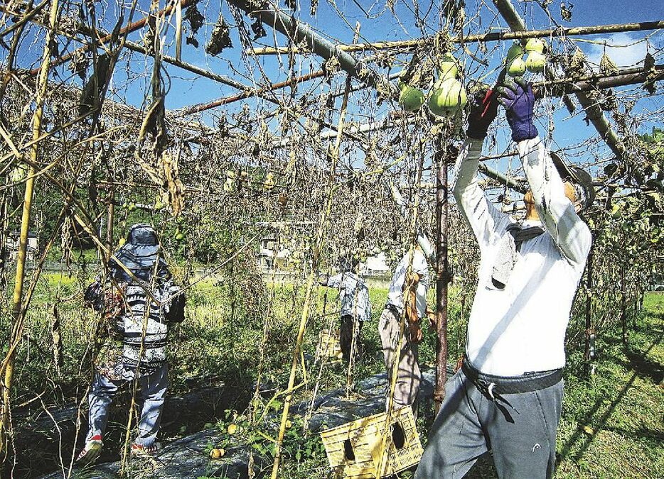 ヒョウタンを収穫する岡老人クラブのメンバー（和歌山県上富田町岡で）