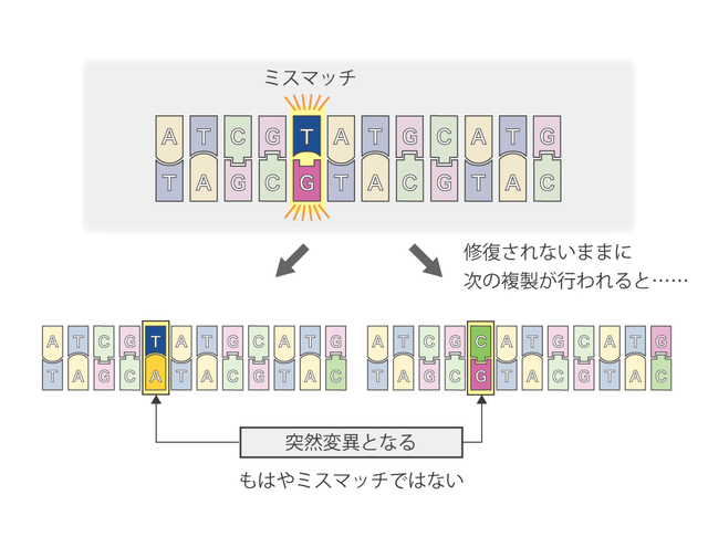 ミスマッチの放置と突然変異