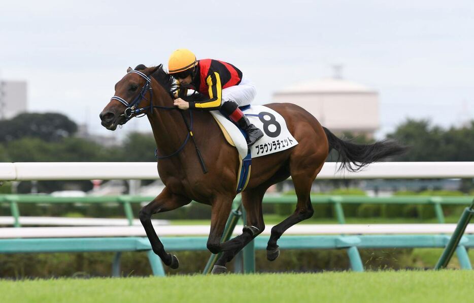 半兄にGⅠ級2勝のフォーエバーヤングを持つ良血馬ブラウンラチェット