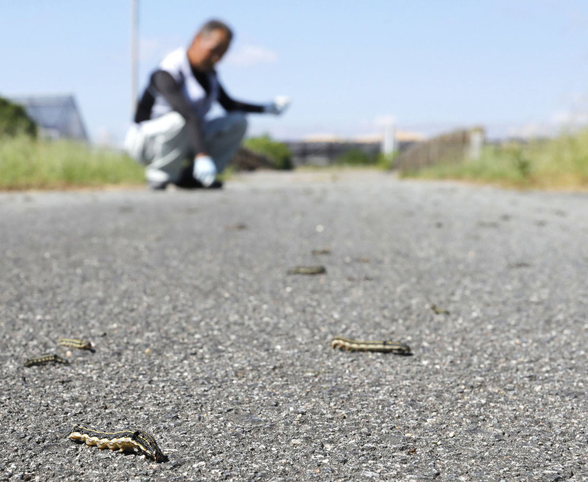 食べ物を探して畑から道路に出てくるヨトウムシ＝五主町で