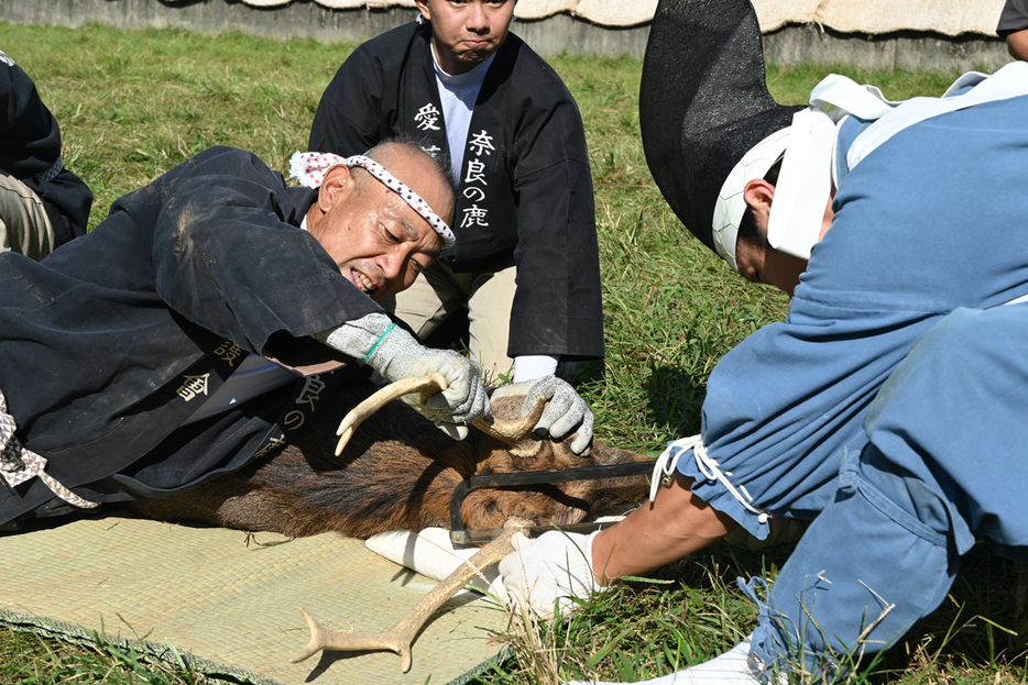 勢子（左）と神官役に角を切られるシカ＝１２日、奈良市