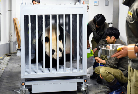 中国に帰る日、上野動物園で輸送箱に入ったリーリー。（公益財団法人東京動物園協会提供）