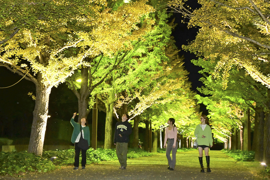 ライトアップされたイチョウ並木。幻想的な光のトンネルが浮かび上がった＝23日午後、福島市・あづま総合運動公園