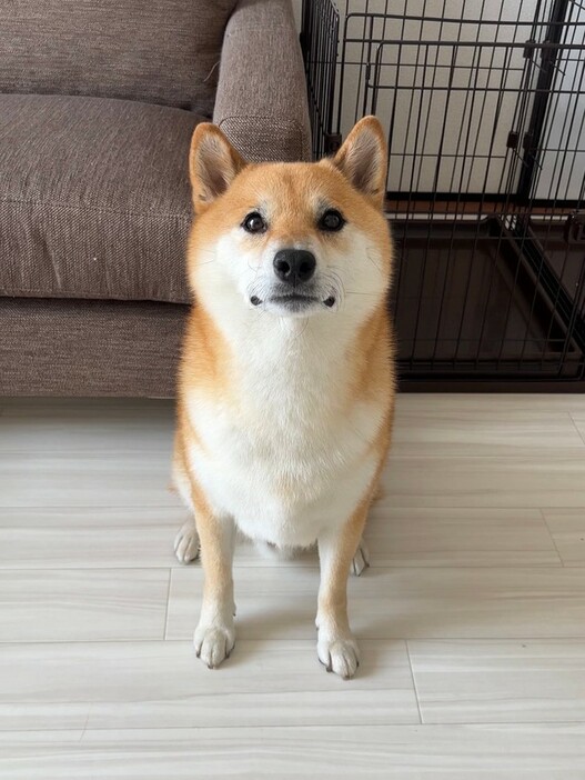 ご飯と聞こえる前の様子（提供：柴犬ふう太さん）