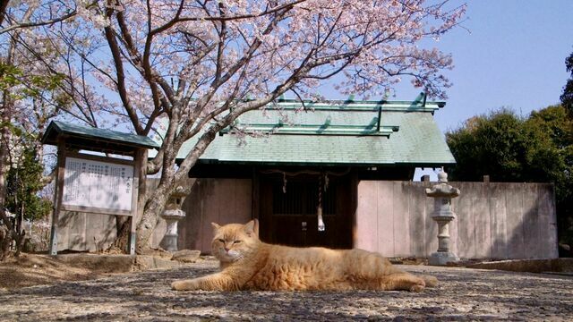 『五香宮の猫』のワンシーン(C)2024 Laboratory X, Inc