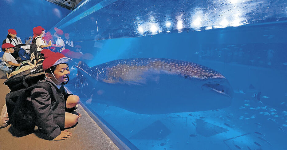 巨大水槽の中で悠々と泳ぐジンベエザメ＝七尾市ののとじま臨海公園水族館