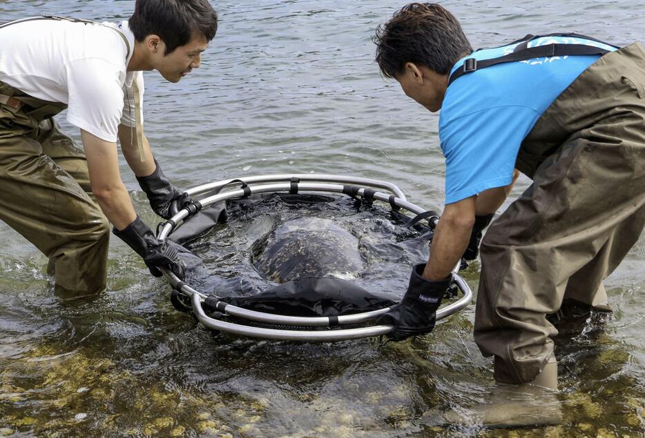 海に放流されるアオウミガメの「よもぎちゃん」＝5日午後、高知県室戸市