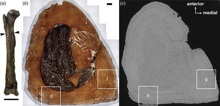 フクイラプトルの成長線。成長線とは植物の年輪のように動物の骨に1年ごとに刻まれる線のこと（福井県立大学提供）