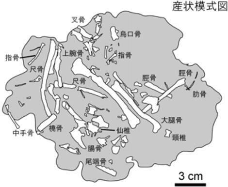 SPring-8での分析結果をもとに作成したフクイプテリクスの産状模式図（福井県立大学提供）