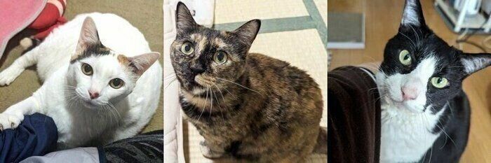 三毛猫のユキちゃん（左）、サビ猫のワカメちゃん（中央）、ハチワレ猫のハルくん（右）