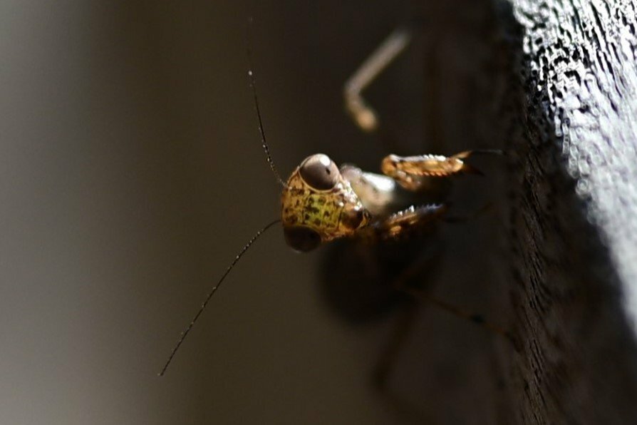 日本最小のカマキリである「ヒナカマキリ」。知名度こそ低いものの、一度見たら忘れられないかわいらしさです（撮影：相田 俊）