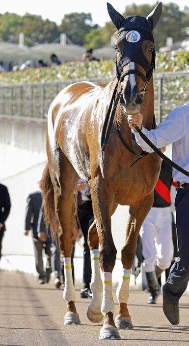 馬トク激走馬に算出されたメインクーン（カメラ・荒牧　徹）