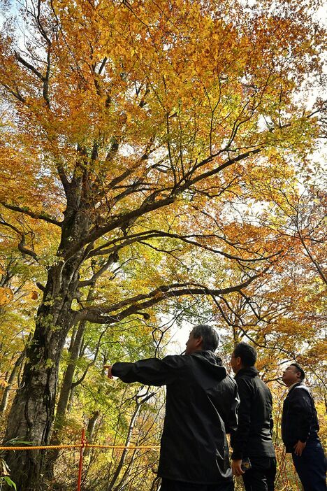 紅葉が見ごろを迎えている樹齢約300年の「白神いざないツリー」＝29日午前、西目屋村