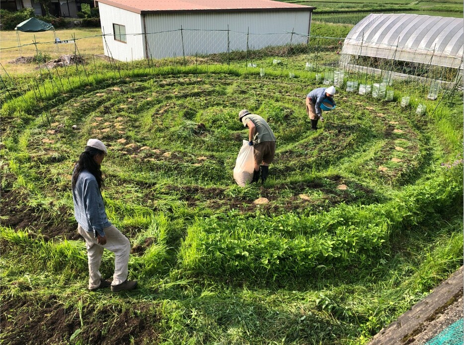 おかもとよりたか氏が提案する「自給農」は自分や家族が食べる分だけを実践する方法。こちらはサークルガーデンといい農作業の効率もさることながら野菜の生育を主としたスタイル。