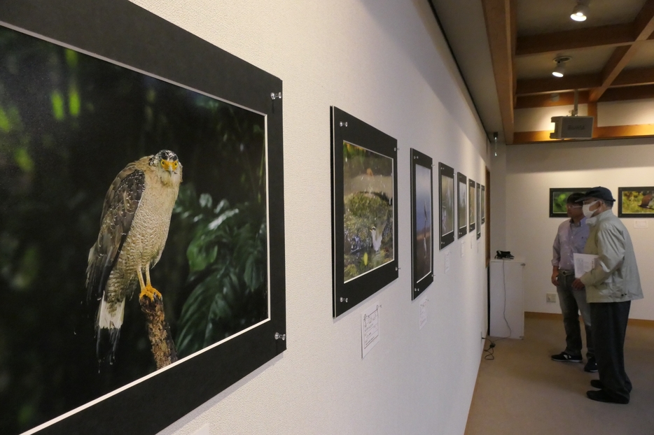 さまざまな野鳥をとらえた写真が並ぶ会場=岡山県津山市で