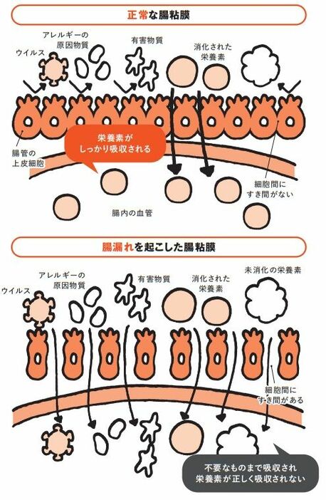 ＜『たんぱく質と腸の新常識:絶対に漏らしてはいけない新しい腸活とたんぱく質の正しい摂り方』より＞