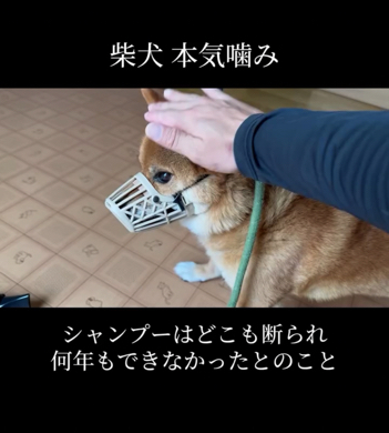 本気噛みでシャンプーを断られ続けた柴犬