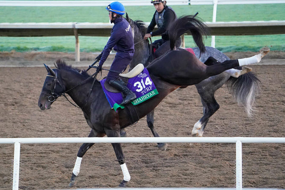 30日朝のシャフリヤール（C）Shamela Hanley／Eclipse Sportswire／Breeders Cup