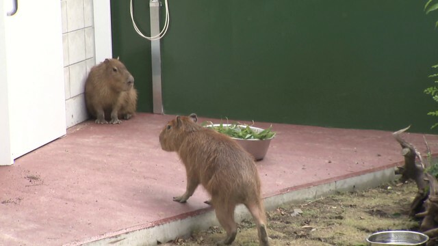 1時間ほどで出てきてくれた