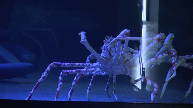 展示の目玉「タカアシガニ」